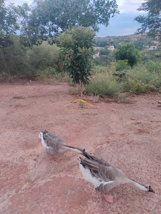 chacara-venda-diamantina-juatuba-1089543